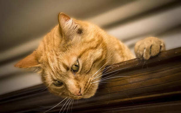 Ginger cat