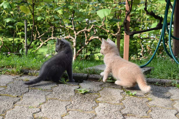 Playful Kittens Discovering the Garden