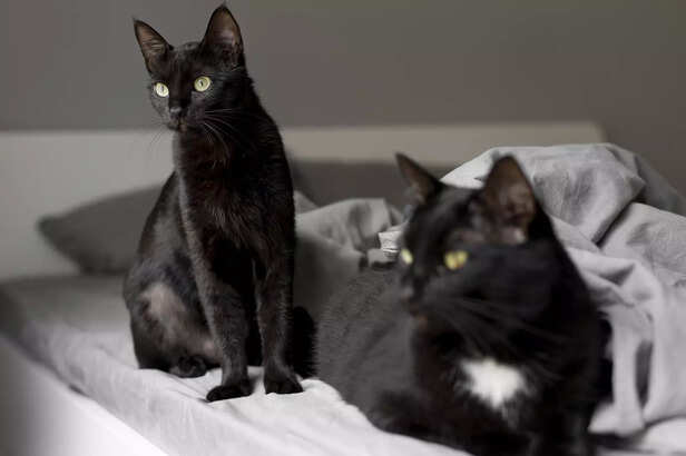 Sleek Black Cats