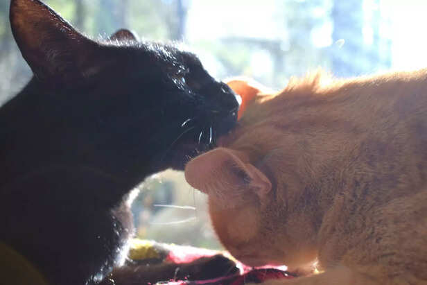 Two Cats Sharing a Moment