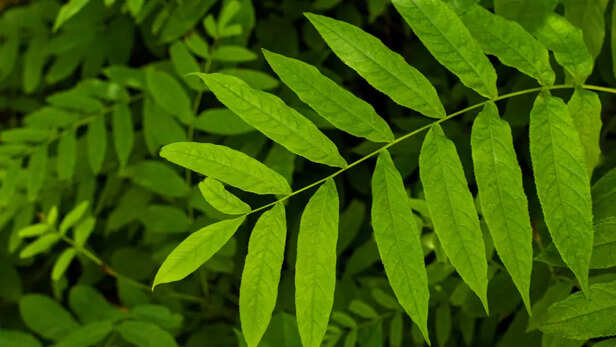 Curry leaves