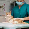 Cat Examined by Veterinarian During Check-Up