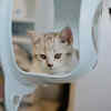 Kitten Exploring a Modern Litter Box