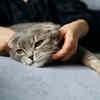 Relaxing and Reassuring a Stressed Cat