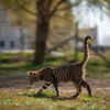 Cat Marking Its Territory Outdoors