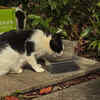 Cat Using an Outdoor Litter Box