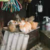 Cats Sharing a Litter Box Outdoors