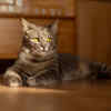 Cat Lost in Thought