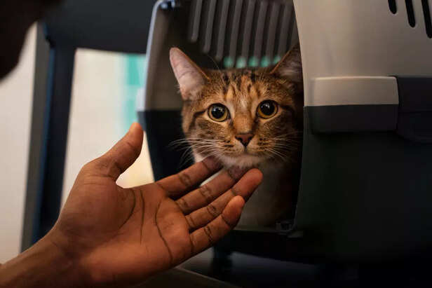 Train travel is better