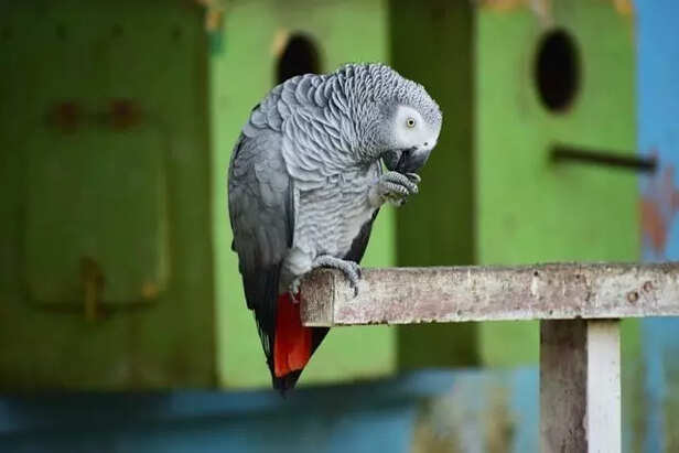 African Grey Parrot