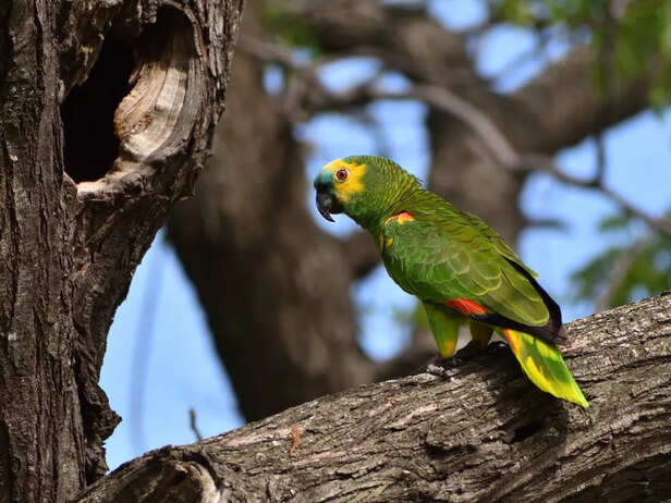 Amazon Parrot