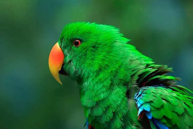 Eclectus Parrot