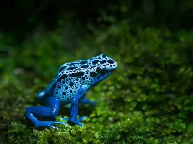 Blue Poison Dart Frog