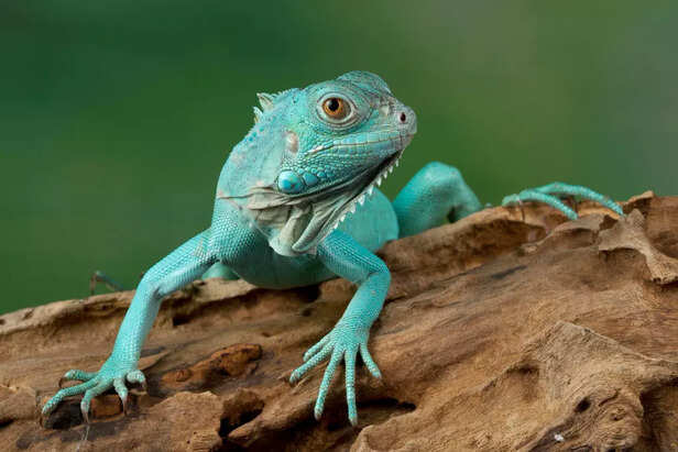 Blue Iguana