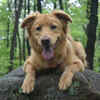Dog Reflecting Its Wolf Ancestry in the Wild