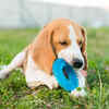 Dog Playing with Toy Before Hiding It in the Yard