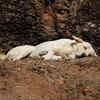 Dog Seeking Comfort in the Earth’s Natural Coolness