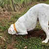 Dog Digging in the Yard to Uncover Hidden Treasures