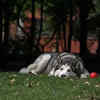 Husky Resting in the Shade After a Day of Play