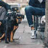 Dogs Seeking Attention from Their Owners