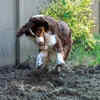 Dog Digging to Get Its Owner's Attention