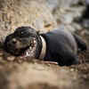 Dog Enjoying a Moment of Digging Bliss