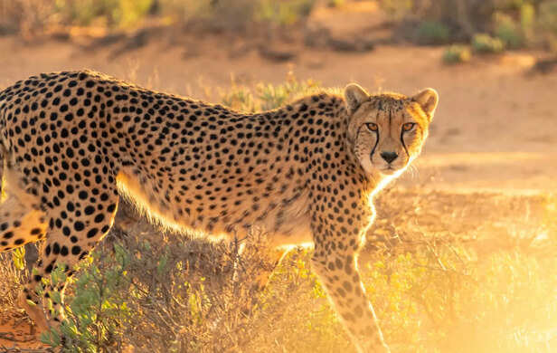 ​Cheetah relocation
