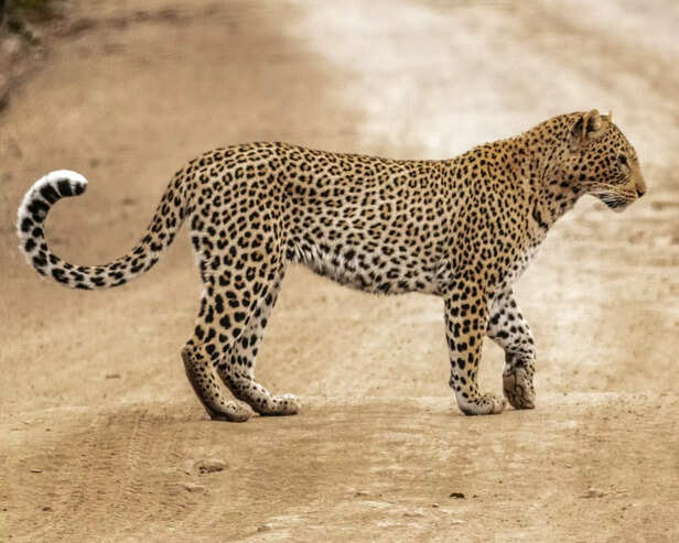 India cheetah project