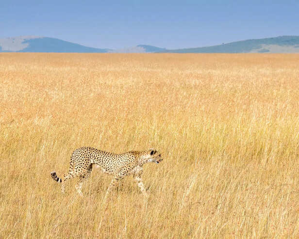Cheetah reintroduction