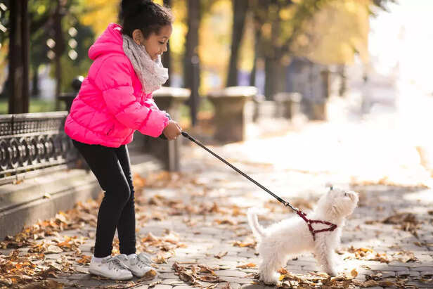 Leash and harness