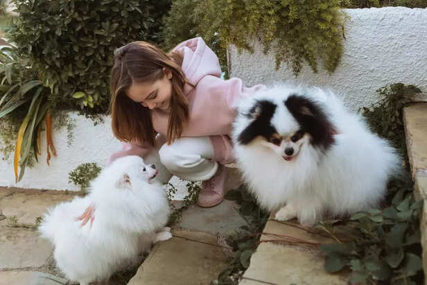 Socializing small dogs