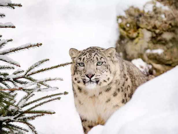 Snow leopard