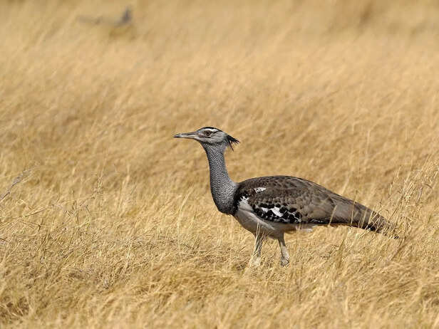 Bustard