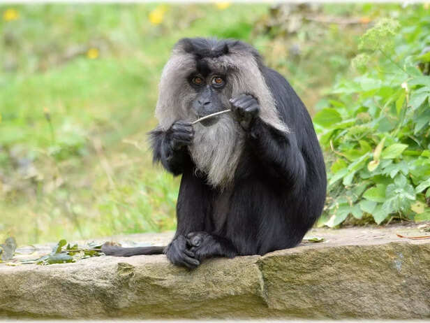 Lion tailed macaque