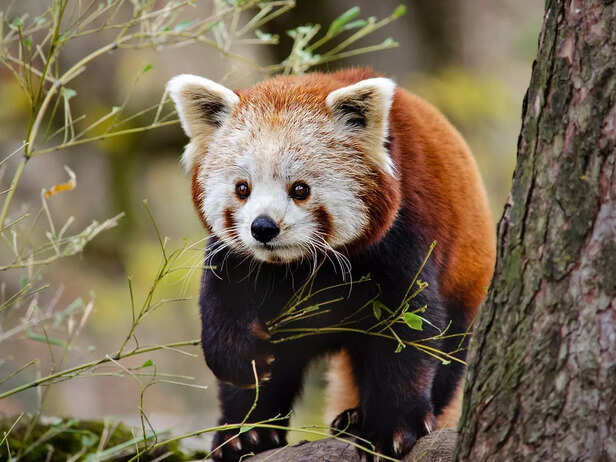 Red panda