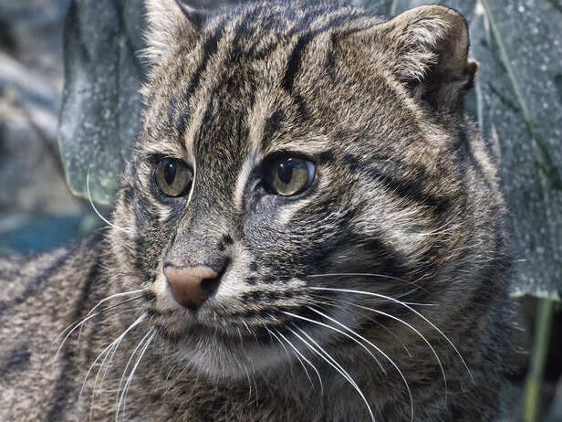Fishing cat