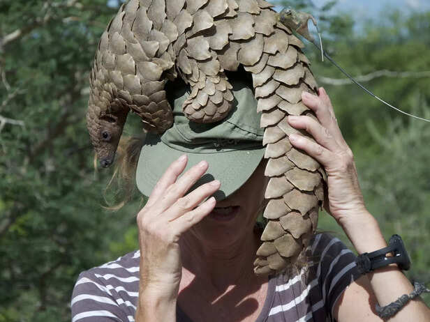 Pangolin