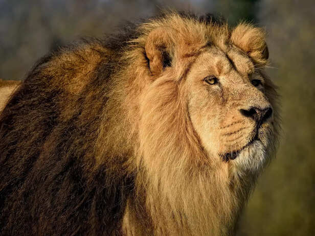 Asiatic lion