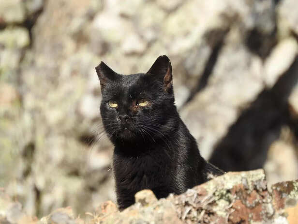 Black Cat Mystique: The Power of Superstitions