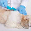 Vet Checking Dog’s Skin for Infections
