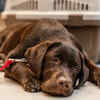 Dog Feeling Weak from Stomach Infection
