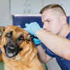Tick and Flea Check During Monsoon Season