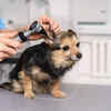 Respiratory Health Check During Monsoon