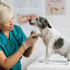 Paw Care and Infection Prevention in Monsoon