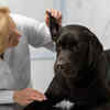 Veterinarian Examining Dog's Ear During Monsoon Season