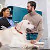 Happy Vet Visit: Healthy Dog After Monsoon Care