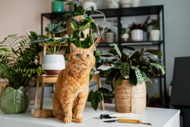 Calm cat