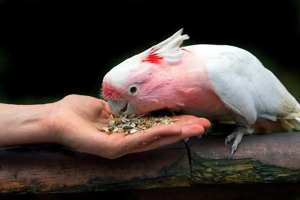 Birds need attention