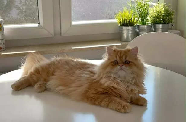 Persian cats