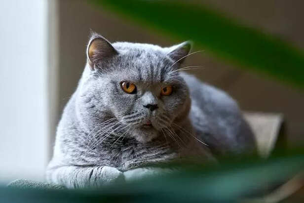 British Shorthair Cats